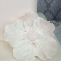 Sugar Flower Anemone White